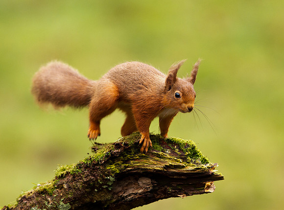 Red squirrel