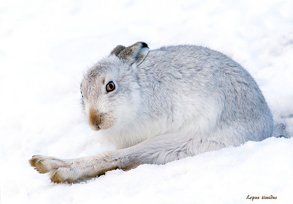 Mountain Hare