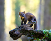 Pine Marten
