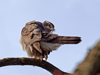 Goshawk
