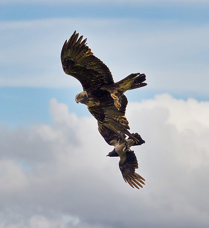 Golden Eagle and Crow