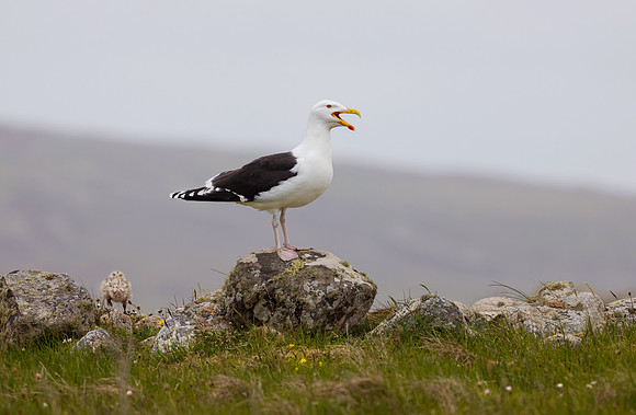 Great Black-Backed Gull
