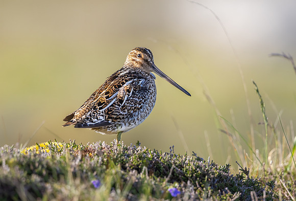 Common Snipe