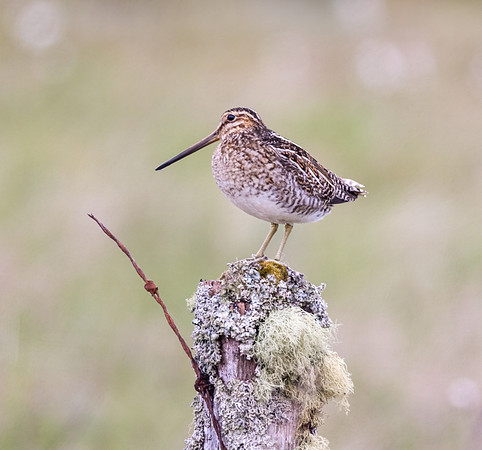Common Snipe