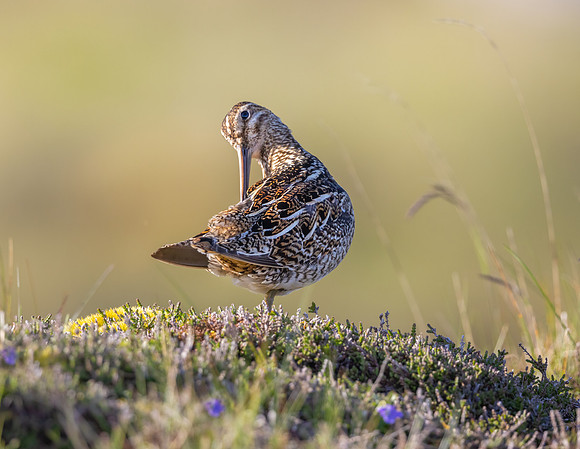 Common Snipe