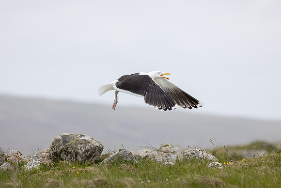 Great Black-Backed Gull