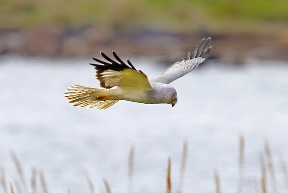 Hen Harrier