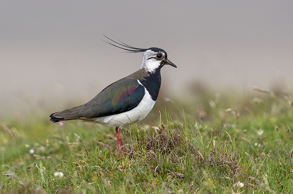 Lapwing
