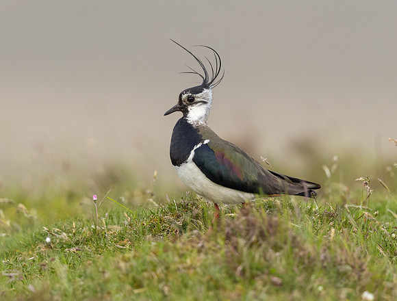 Lapwing