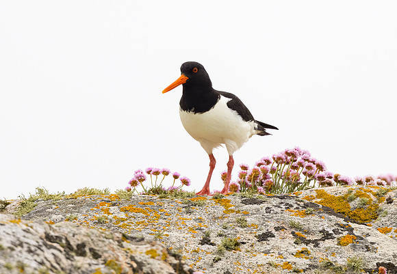 Oyster Catcher