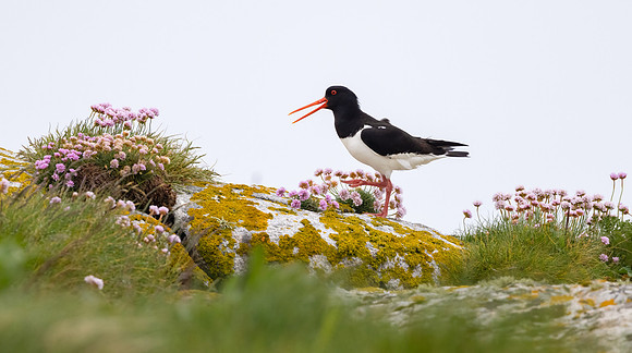 Oyster Catcher