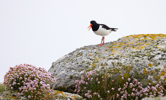 Oyster Catcher