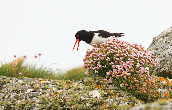 Oyster Catcher