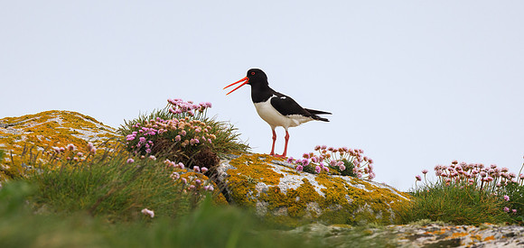 Oyster Catcher
