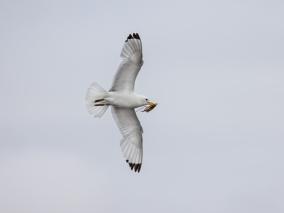 Common Gull