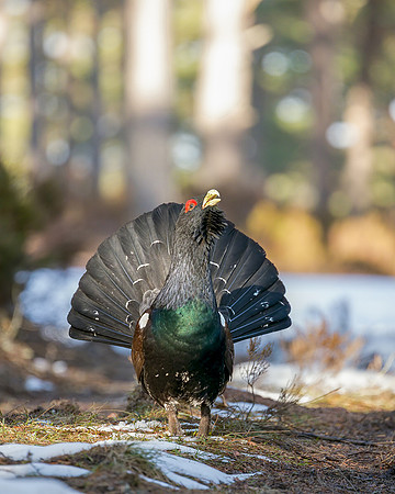 Capercaillie