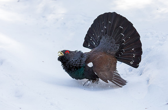 Capercaillie