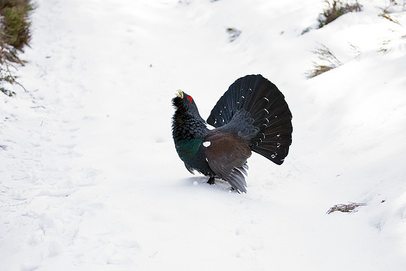 Capercaillie