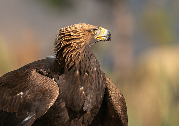 Golden Eagle