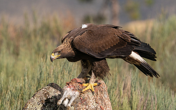Golden Eagle