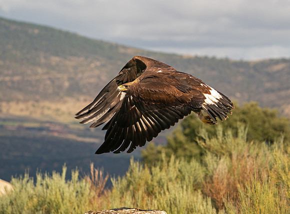 Golden Eagle