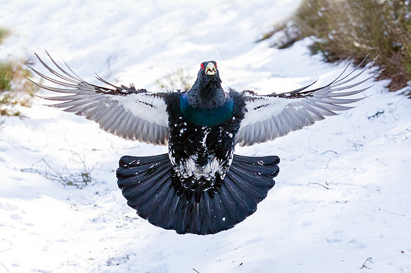 Capercaillie