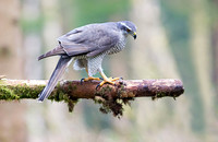 Goshawk