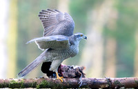 Goshawk