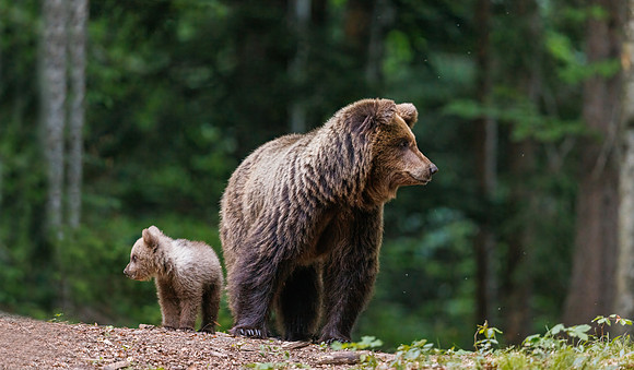 Brown bear