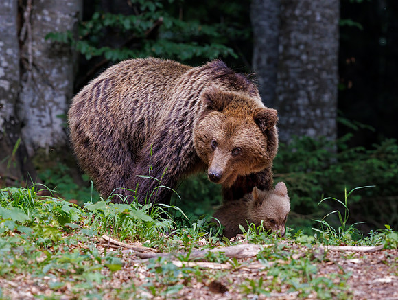 Brown bear