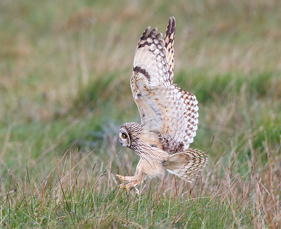 Short Eared Owl