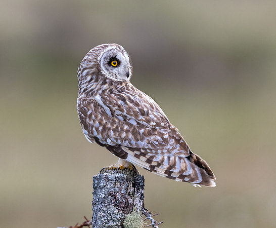 Short Eared Owl