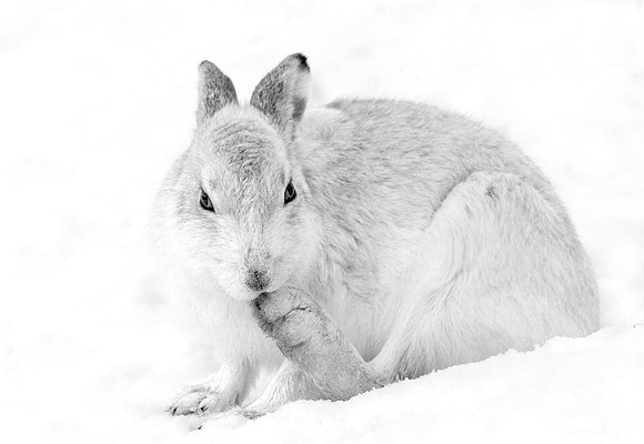 Mountan Hare