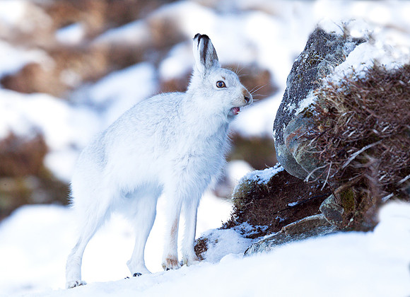 Mountain Hare