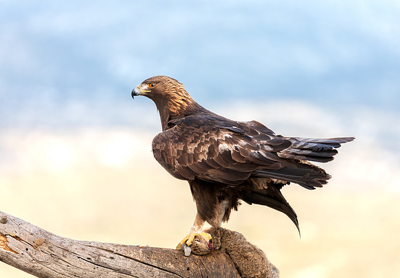 Golden Eagle