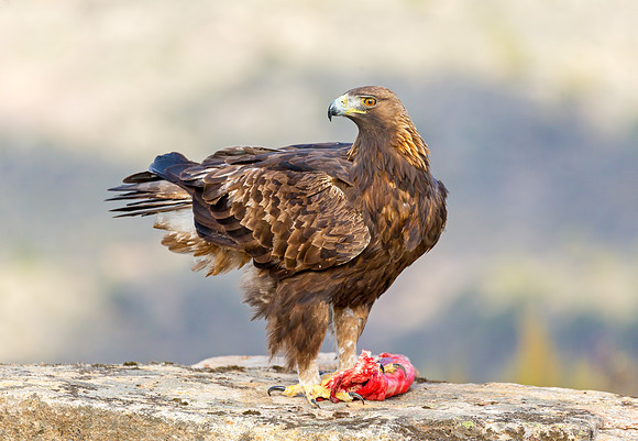 Golden Eagle