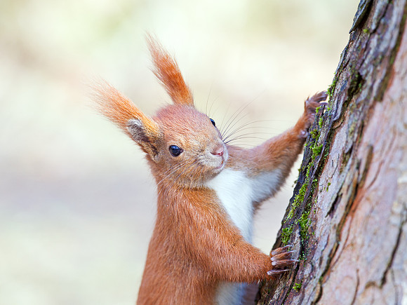 Red Squirrel