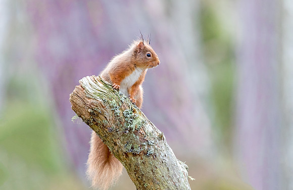 Red Squirrel