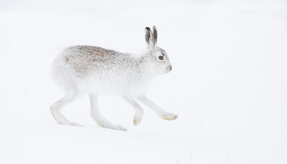 Mountain Hare