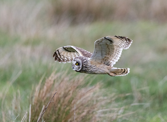 Short Eared Owl