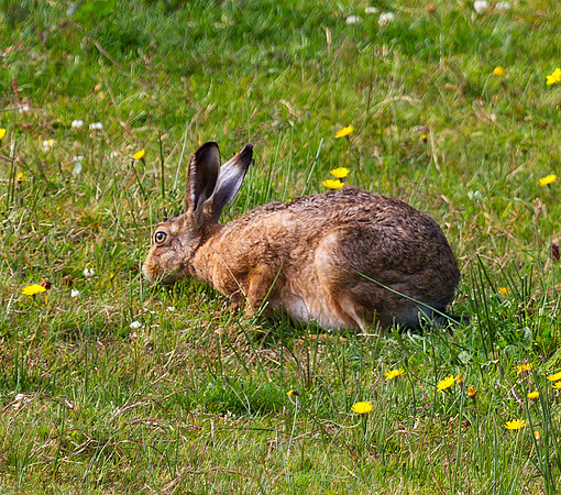 Brown hare