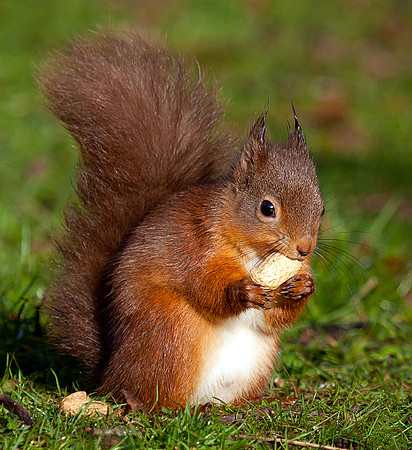 Red squirrel