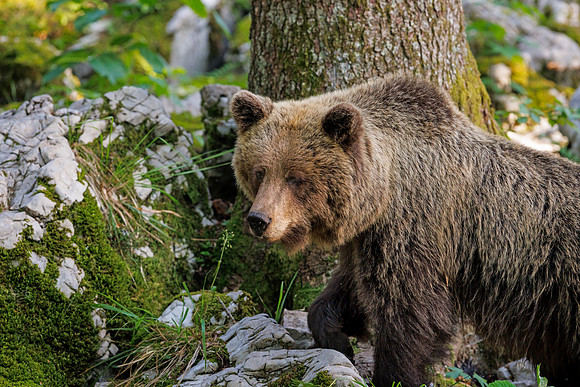 Brown bear