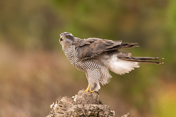 Goshawk