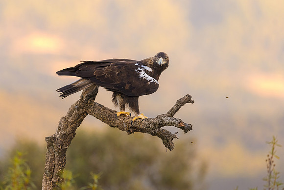 Imperial Eagle