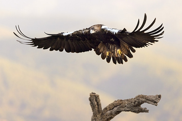 Imperial Eagle