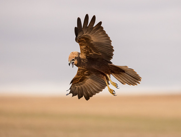 Marsh Harrier