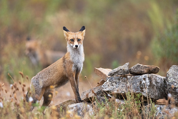 Iberian Red Fox