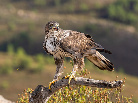 Bonelli's Eagle