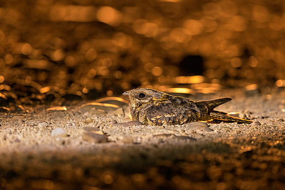 Red necked Nightjar